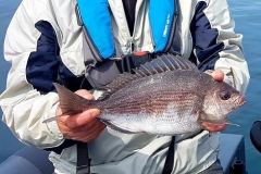 dorade