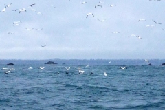 chasse