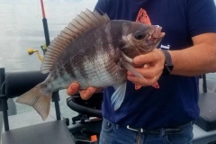 dorade